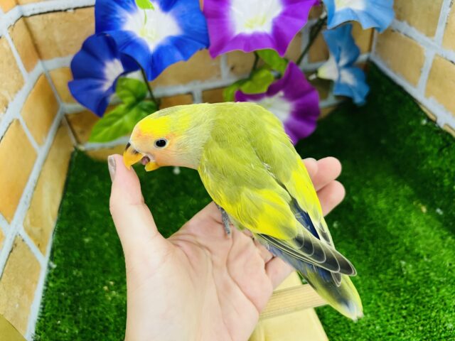 コザクラインコ（小桜インコ）