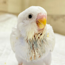 たくさん食べるよっ♬*°セキセイインコ(ダブルファクター) ヒナ