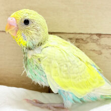 フレッシュ🍈果実💖セキセイインコ(パステルカラーレインボースパングル) ヒナ