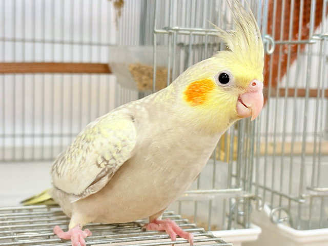 みんな違ってみんな良い🧚パール模様🫧オカメインコ(シナモンパール)