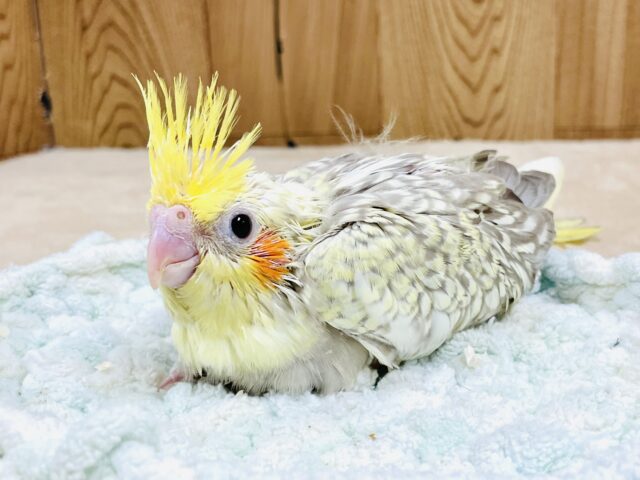 オカメインコ