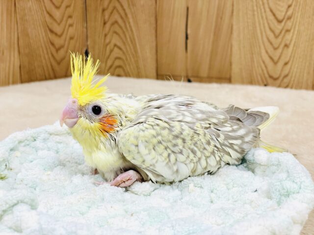 オカメインコ