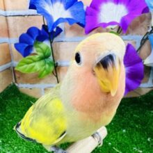 画像更新☆かまってちゃんだよ♡激マダラ〜のタイガーチェリー小桜インコ☆