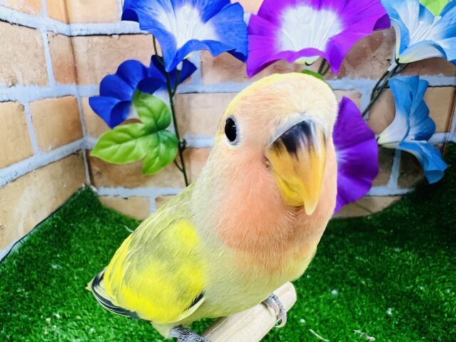 画像更新☆かまってちゃんだよ♡激マダラ〜のタイガーチェリー小桜インコ☆