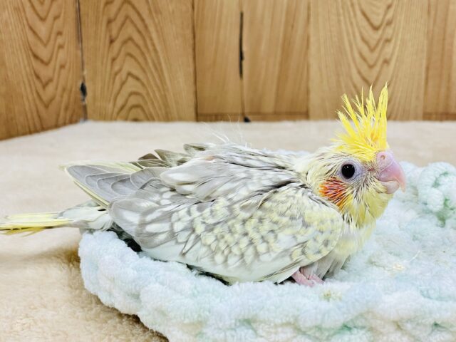 オカメインコ
