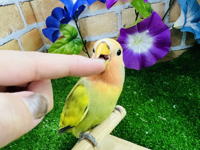 コザクラインコ（小桜インコ）