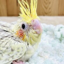 キラキラ✨パールのオカメインコちゃん（シナモンパール）ヒナ