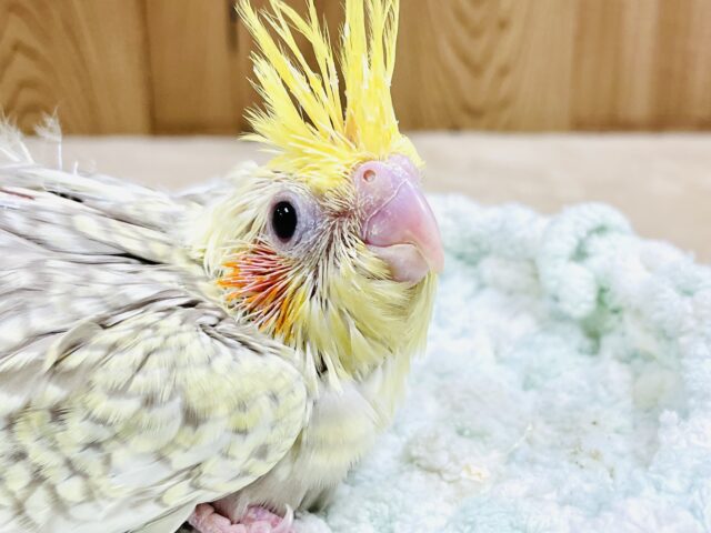 キラキラ✨パールのオカメインコちゃん（シナモンパール）ヒナ