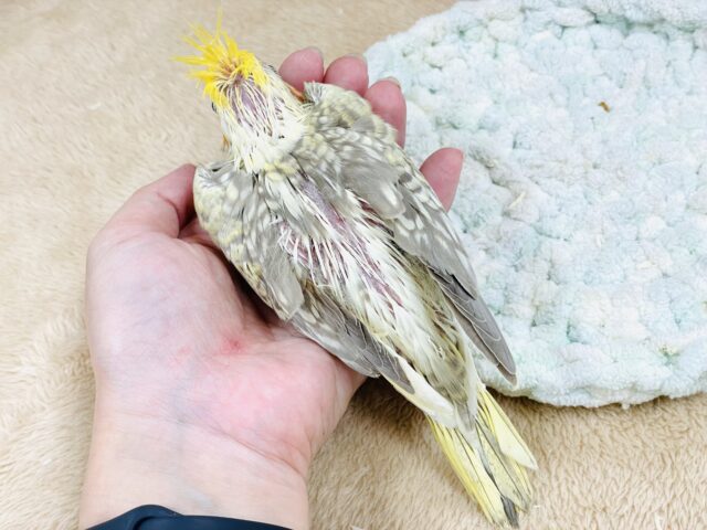 オカメインコ