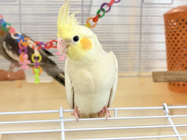 オカメインコ