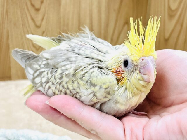 オカメインコ