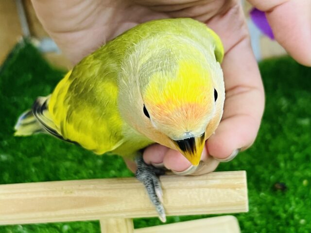 コザクラインコ（小桜インコ）