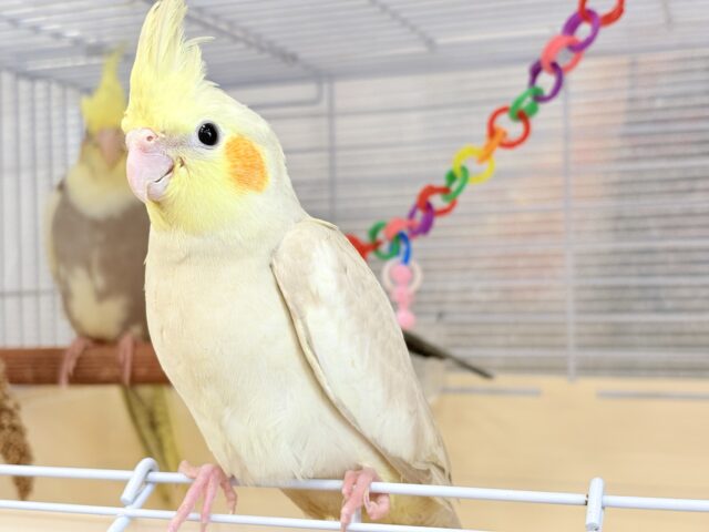 オカメインコ
