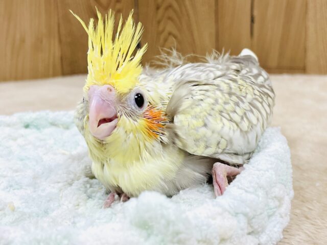 オカメインコ