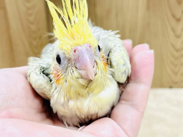 オカメインコ
