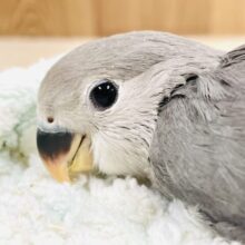 可愛さアイドル級🥰コザクラインコ（モーブ）ヒナ