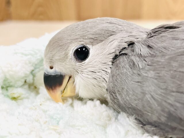 可愛さアイドル級🥰コザクラインコ（モーブ）ヒナ