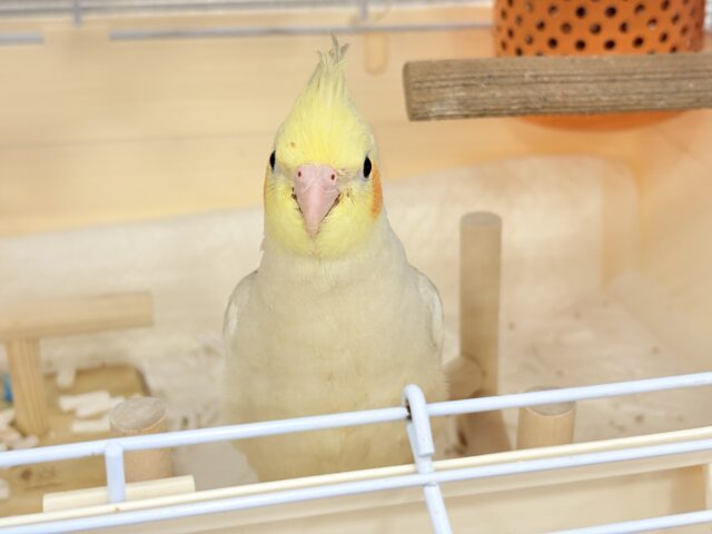 オカメインコ