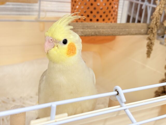 オカメインコ