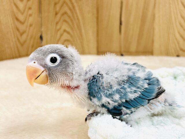 ブルーボタンインコ