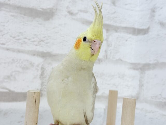 オカメインコ