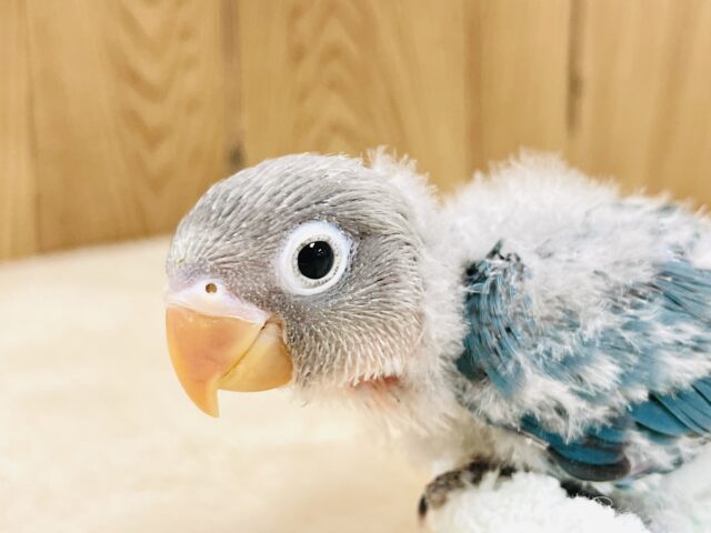 ブルーボタンインコ