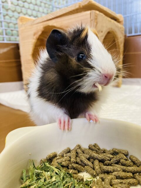 アビシニアンモルモット