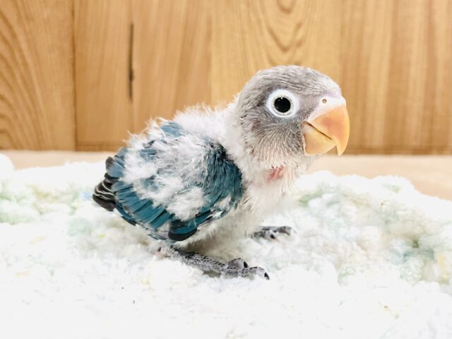 ブルーボタンインコ