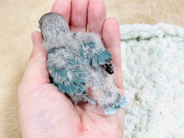ブルーボタンインコ