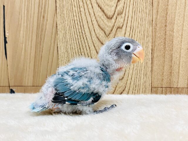 ブルーボタンインコ