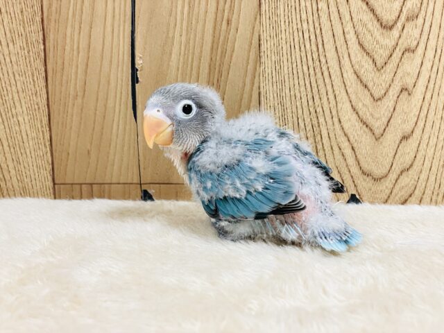 ブルーボタンインコ