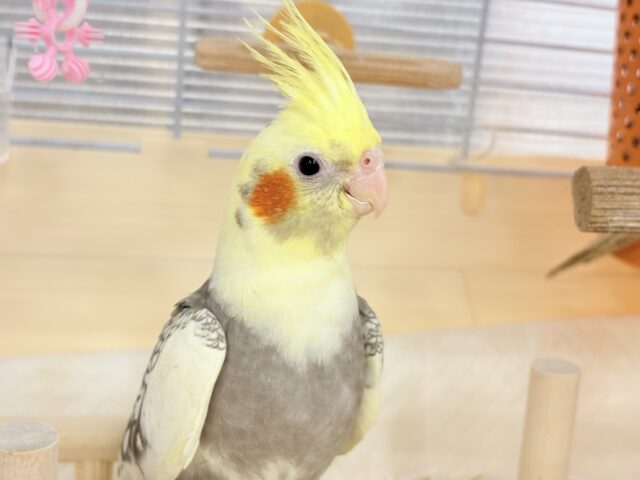 オカメインコ
