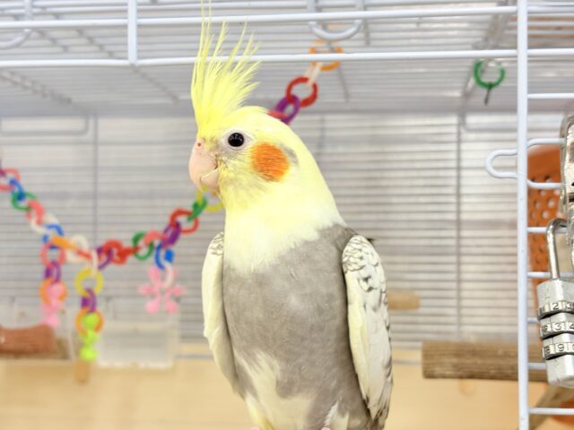 オカメインコ