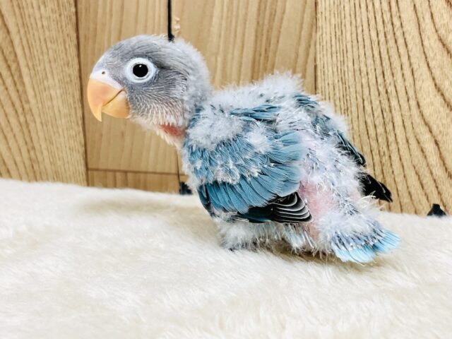 ブルーボタンインコ