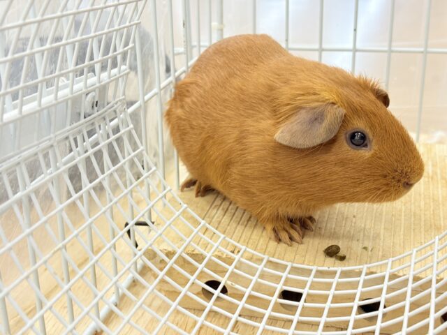 ロシアンモルモット