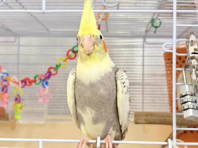 オカメインコ