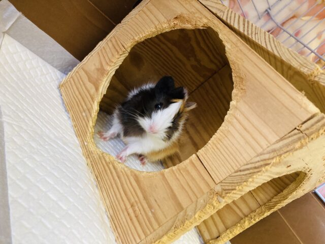 アビシニアンモルモット