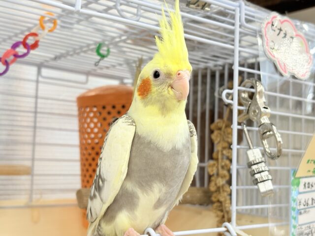 オカメインコ