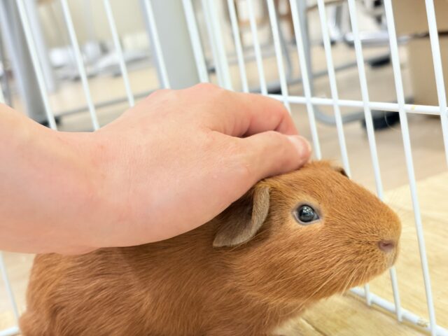 ロシアンモルモット