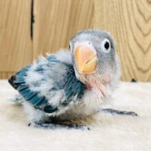 元気に走るよ🧚‍♀️ブルーボタンインコ（ヒナ）