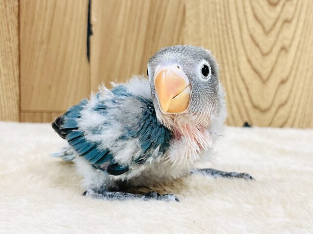 元気に走るよ🧚‍♀️ブルーボタンインコ（ヒナ）