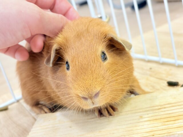 ロシアンモルモット