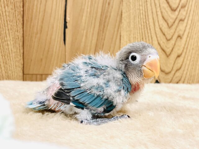 ブルーボタンインコ