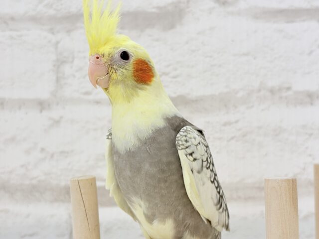 オカメインコ