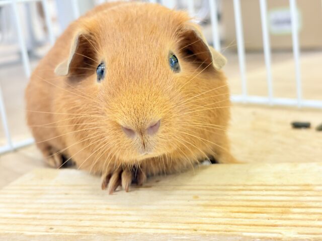 ロシアンモルモット
