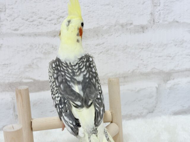 オカメインコ