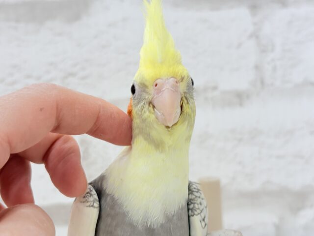 オカメインコ