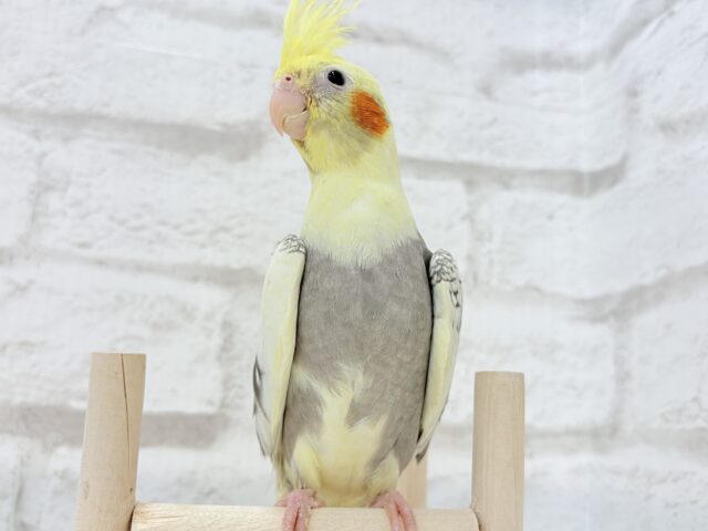 オカメインコ