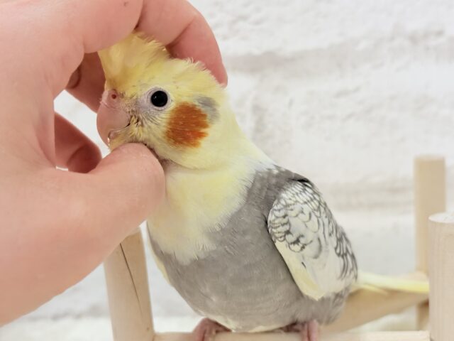 オカメインコ