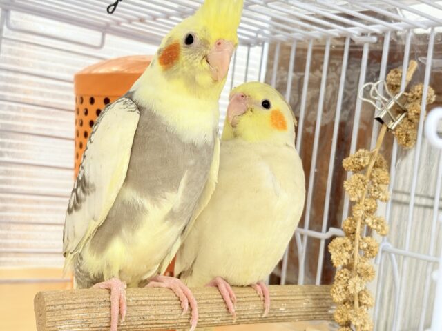オカメインコ